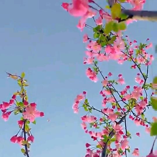 涵妍
