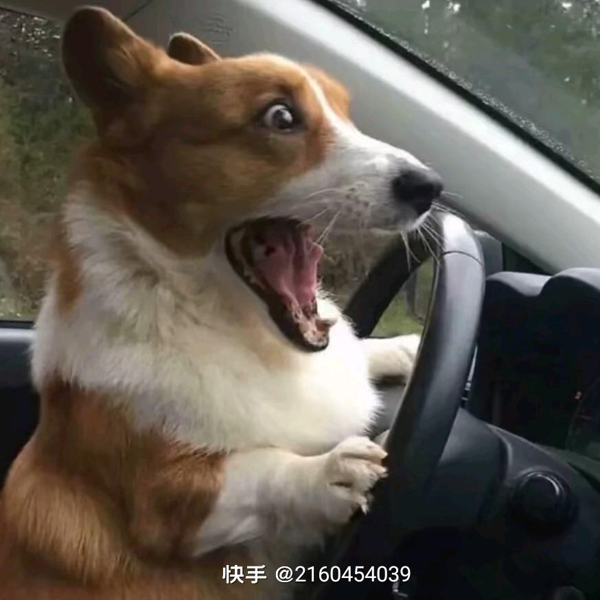苒苒