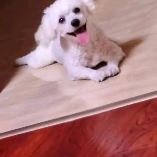 老郜