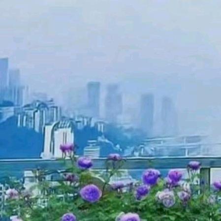 发呆的小羊