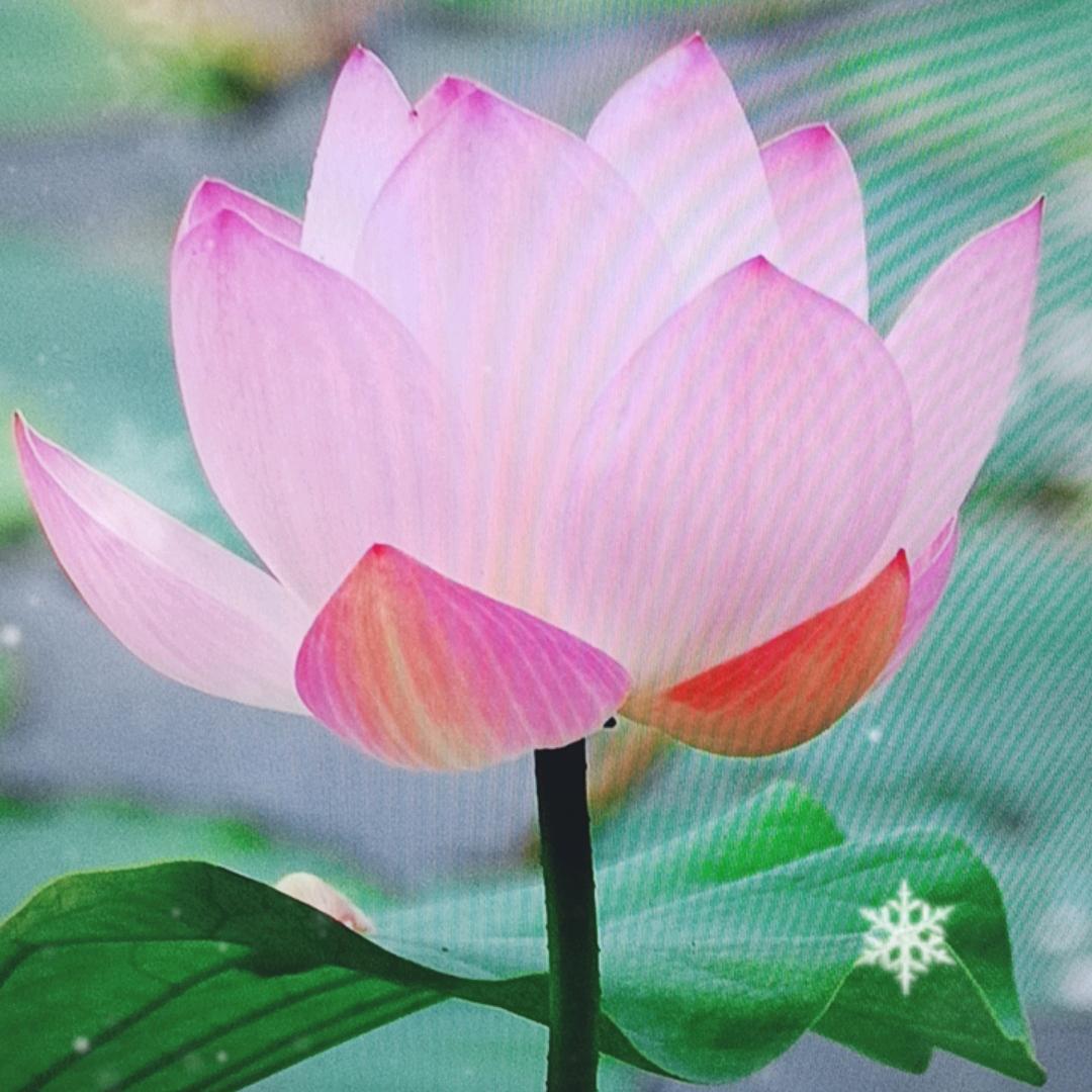 混瑞臻选阁