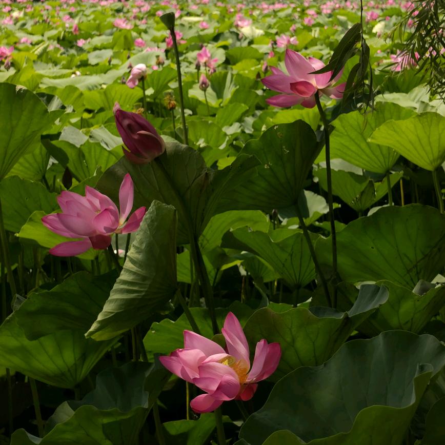 脚踏实地