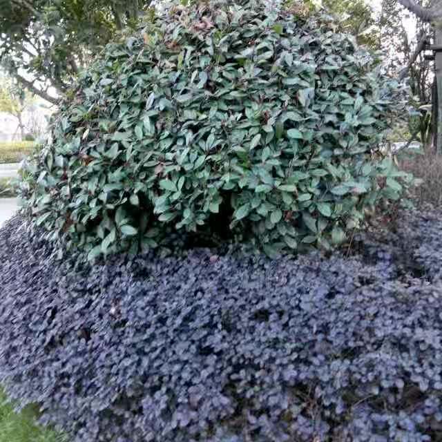 潇洒太子