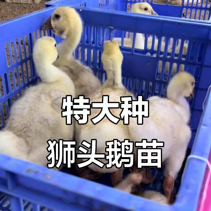 新大洲狮头农贸