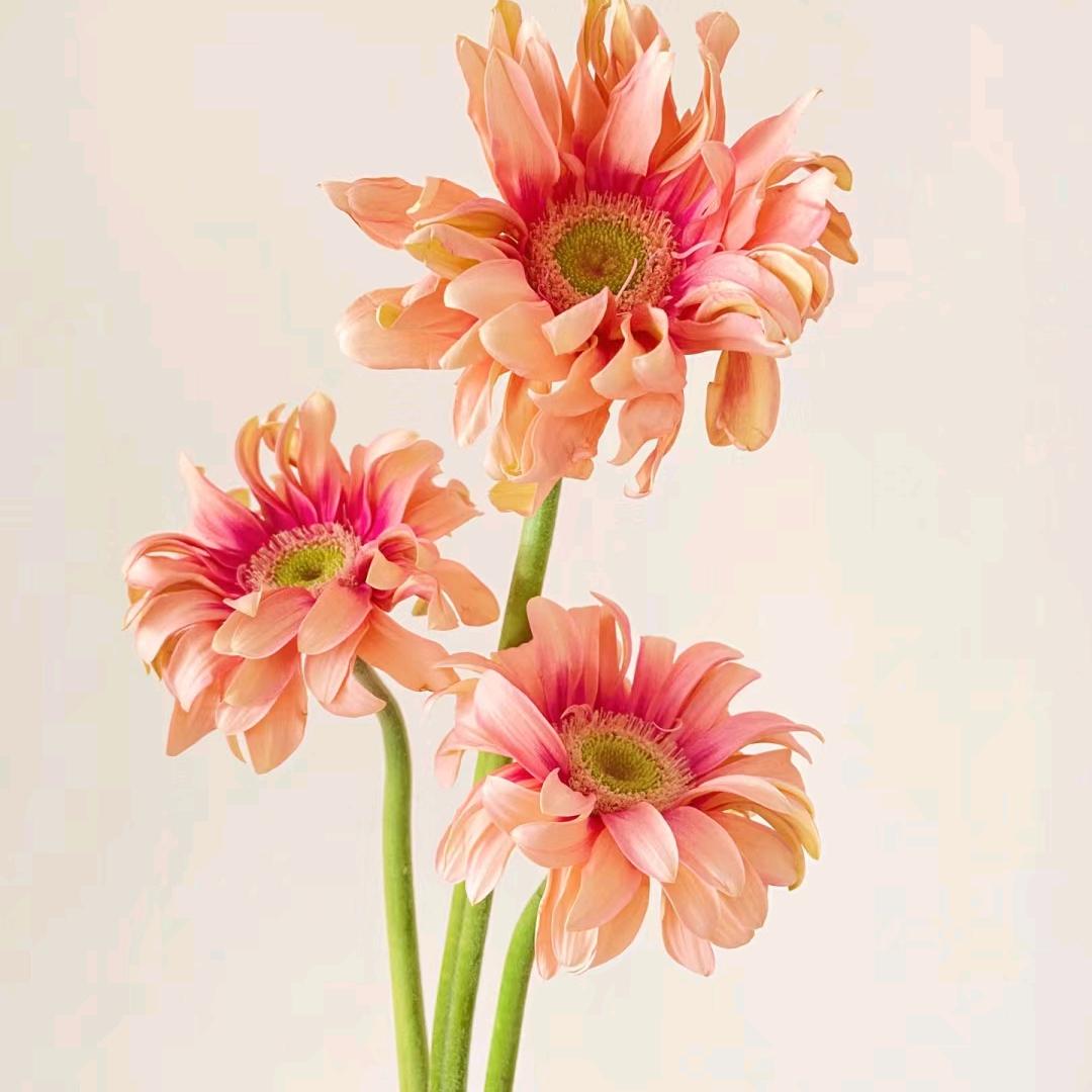 益阳市小姐姐的花店