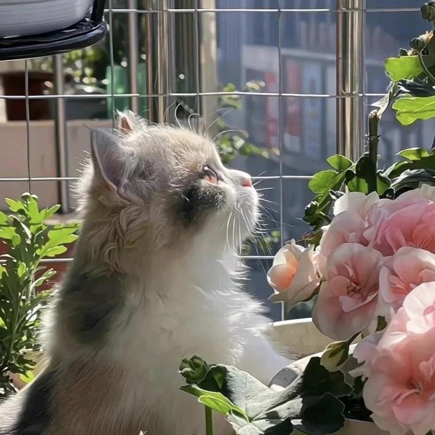 卡伊