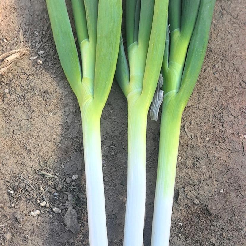 洋洋🐑大葱购销