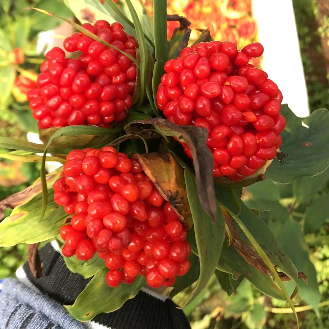 贵州兴仁独角莲基地
