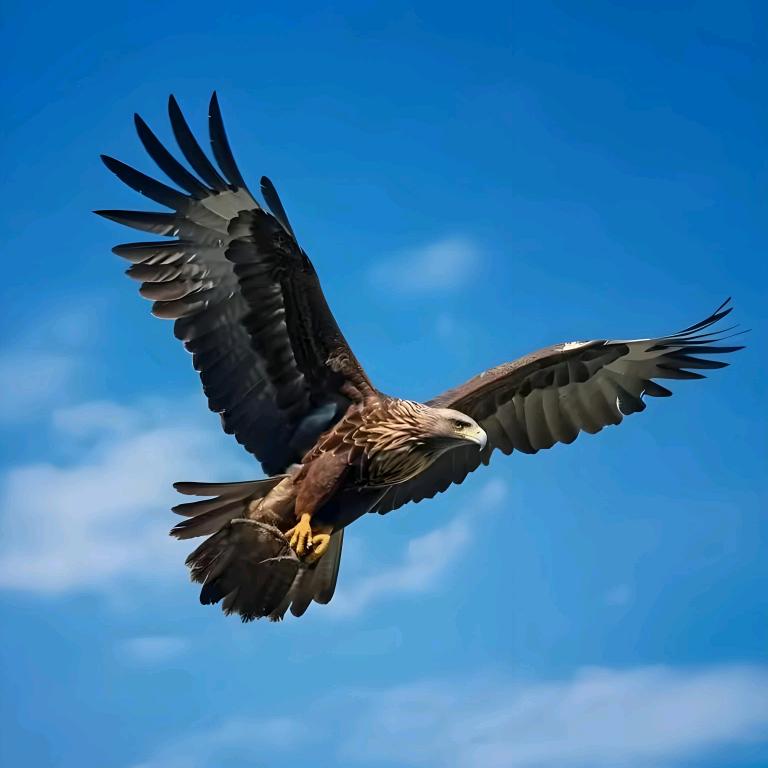 自由的天空