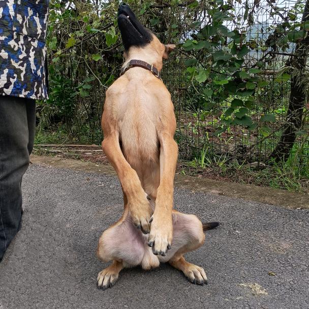娟娟遛马犬