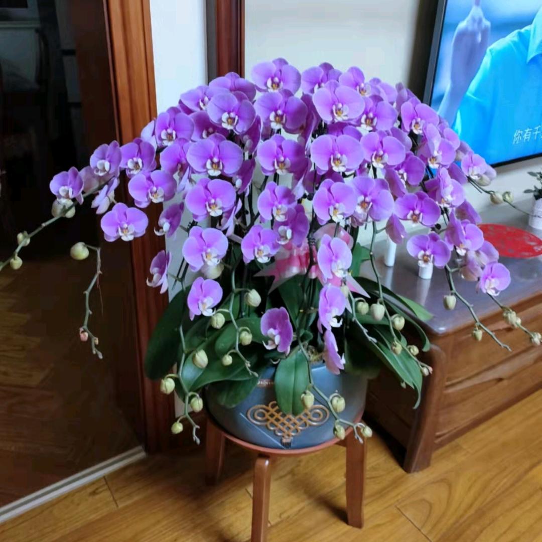 清华 优品妈妈装