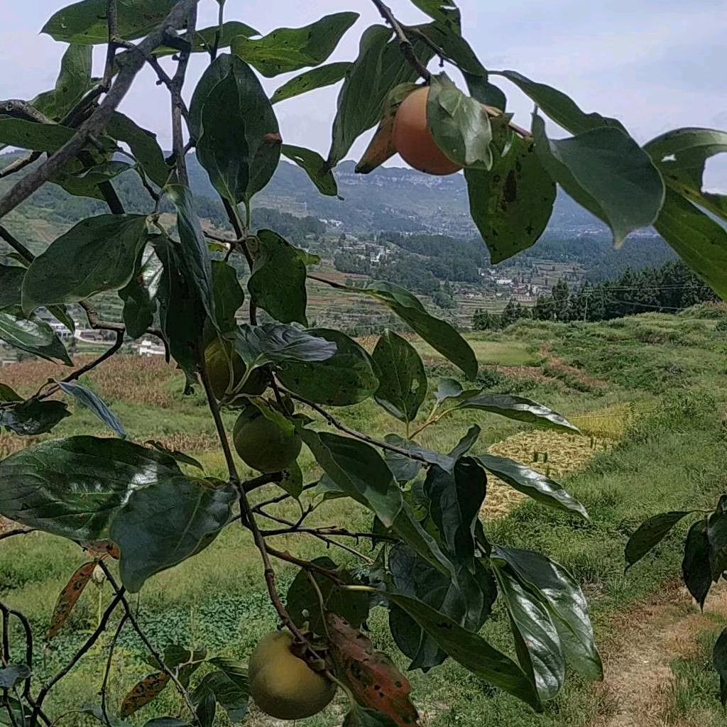 我是小妖精