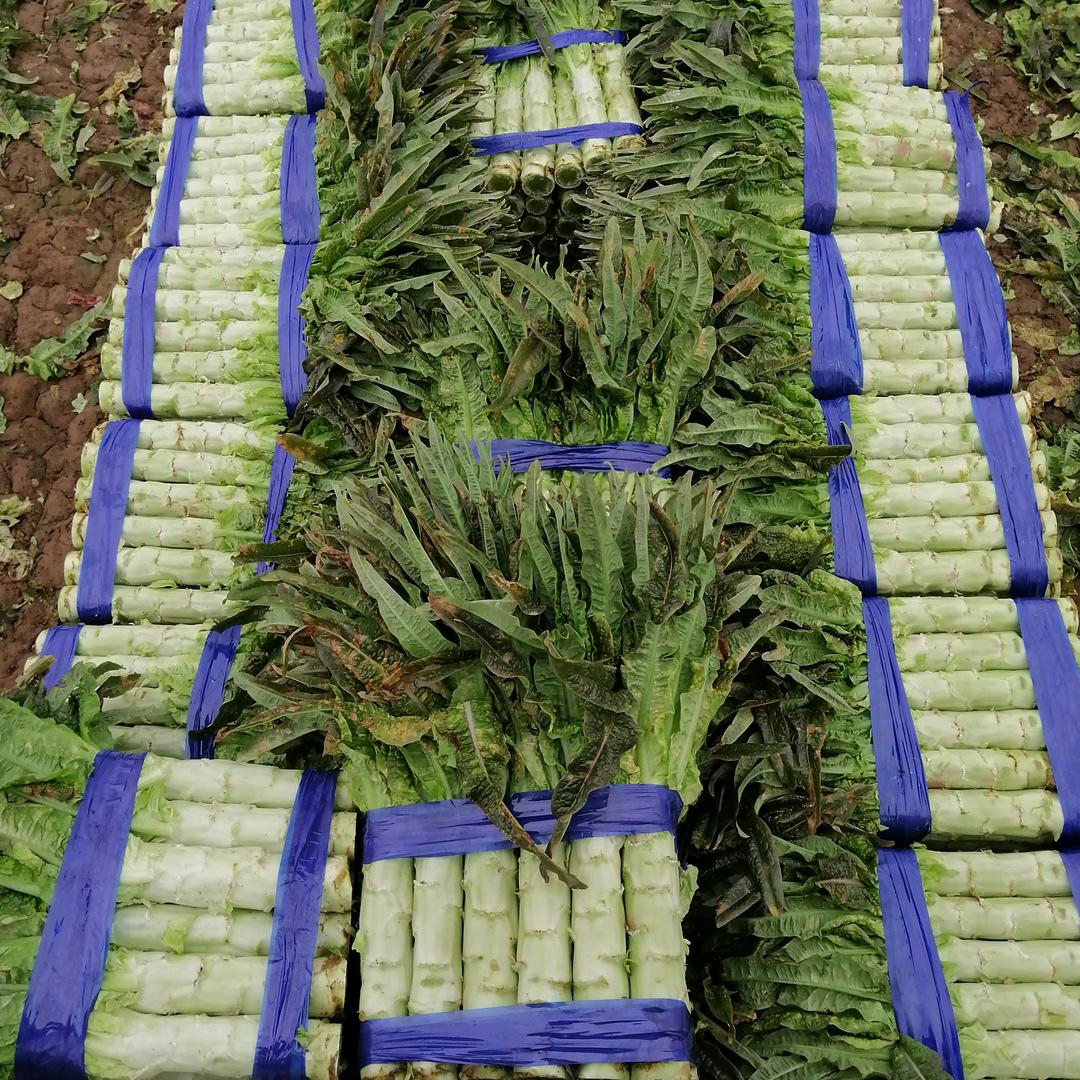 西瓜莴苣诚信代收赵斌