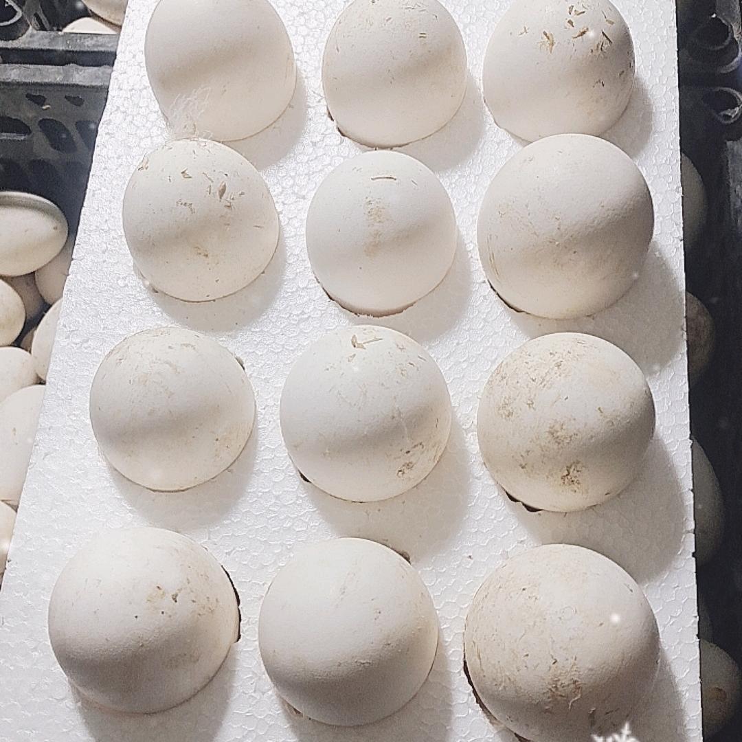宏祥禽业