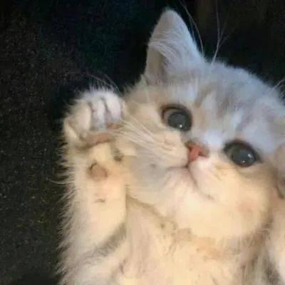 只有猫陪着我