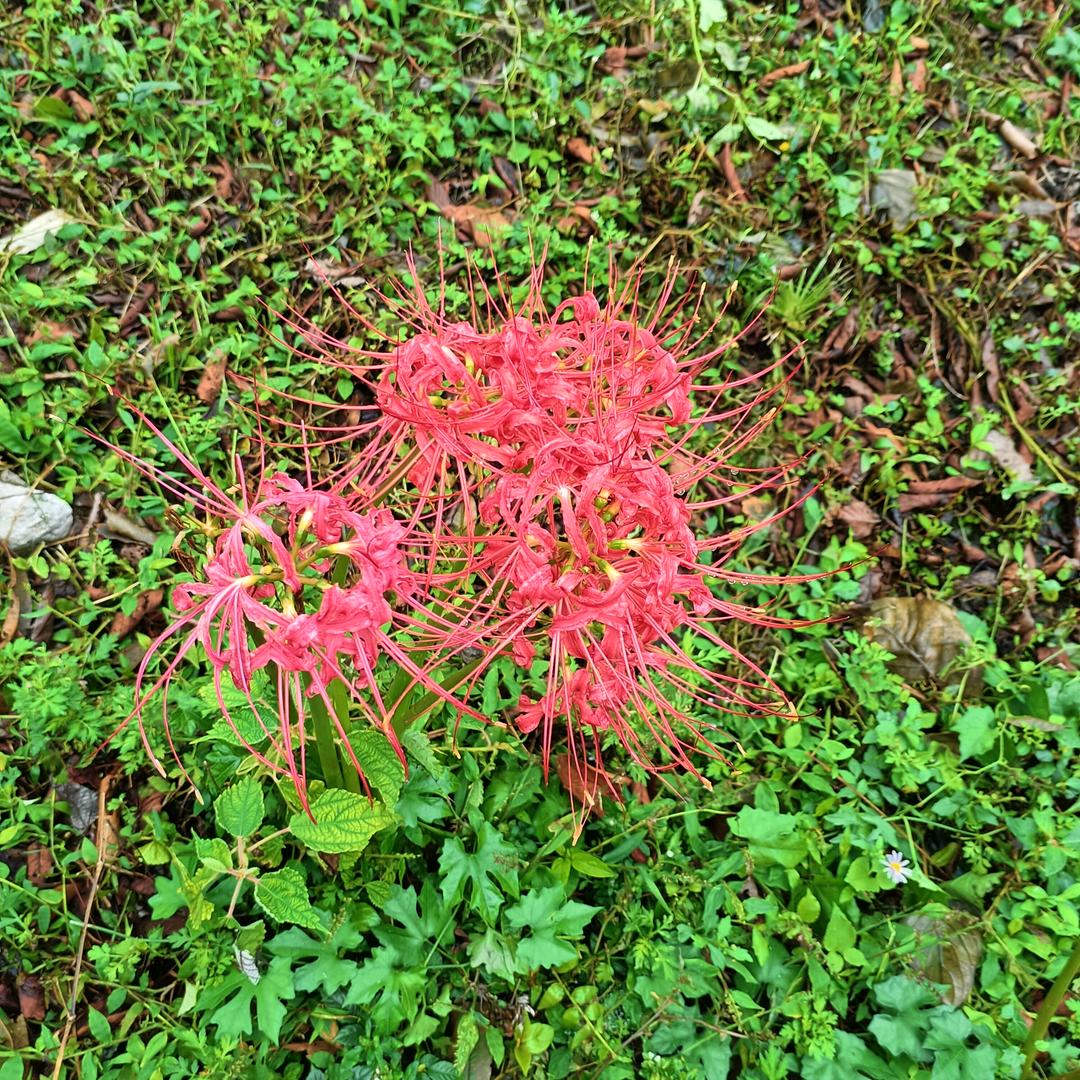 吴响应