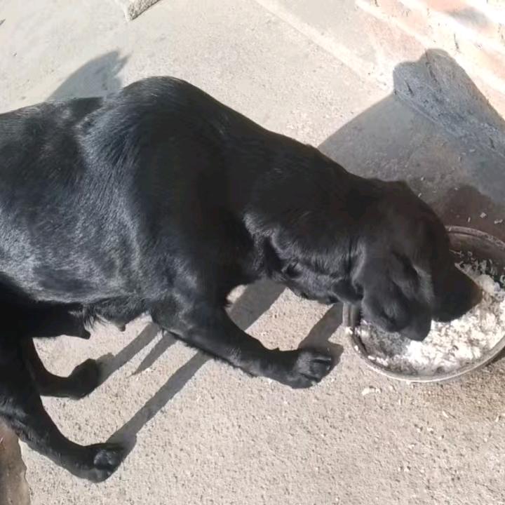 信丰拉布拉多爱好者