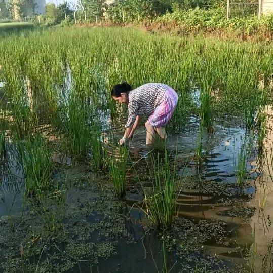 保琳琳5 :10首播