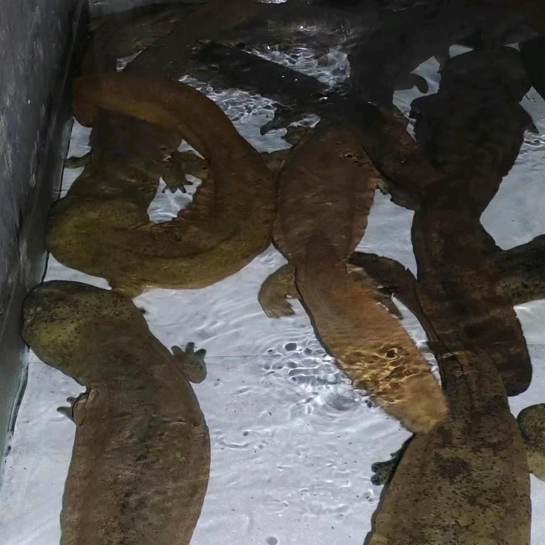 贵州都匀市黔俞特种水产销售