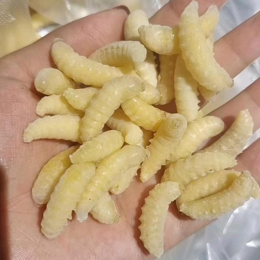 云南大华野生菌马蜂批发零售