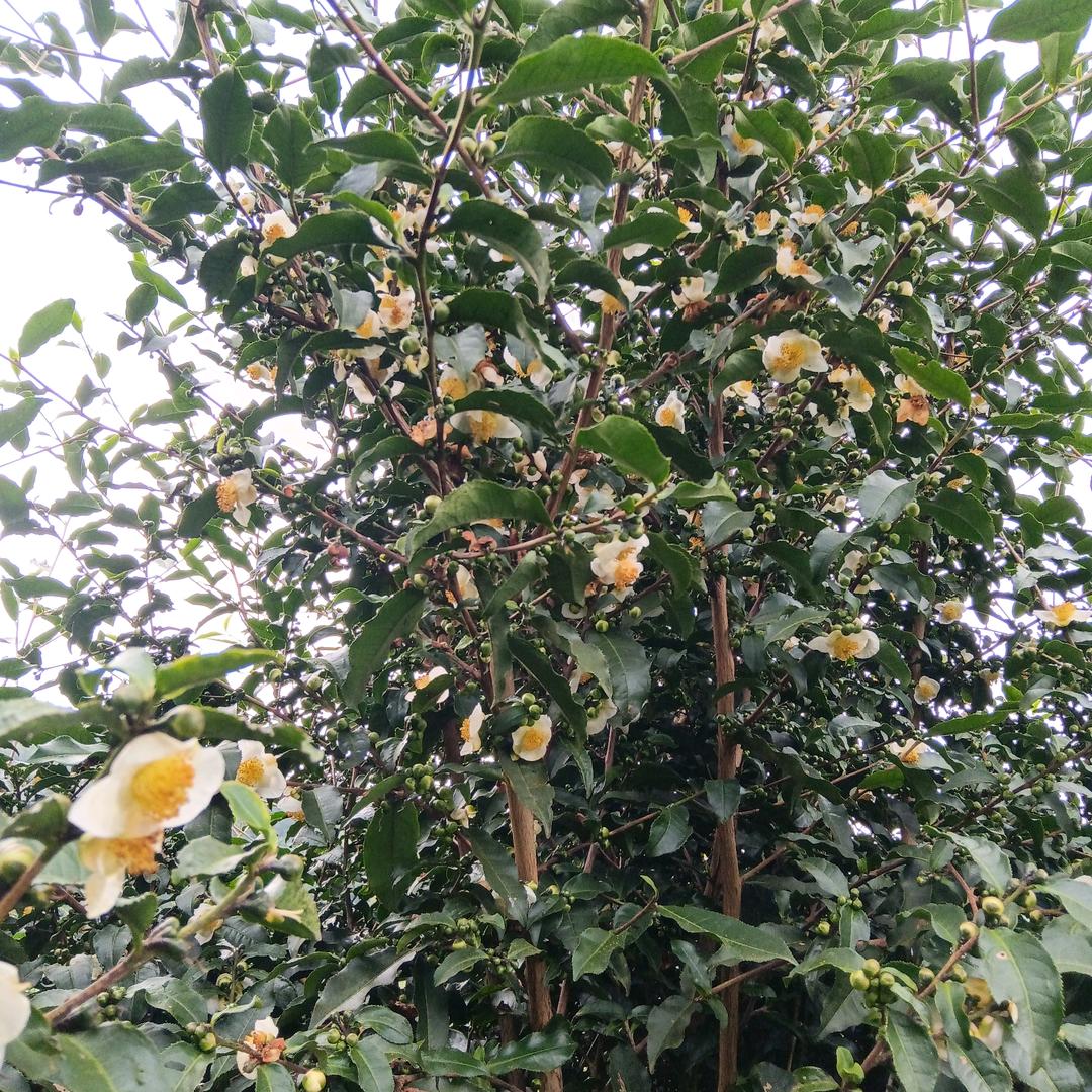 龙茶飘香