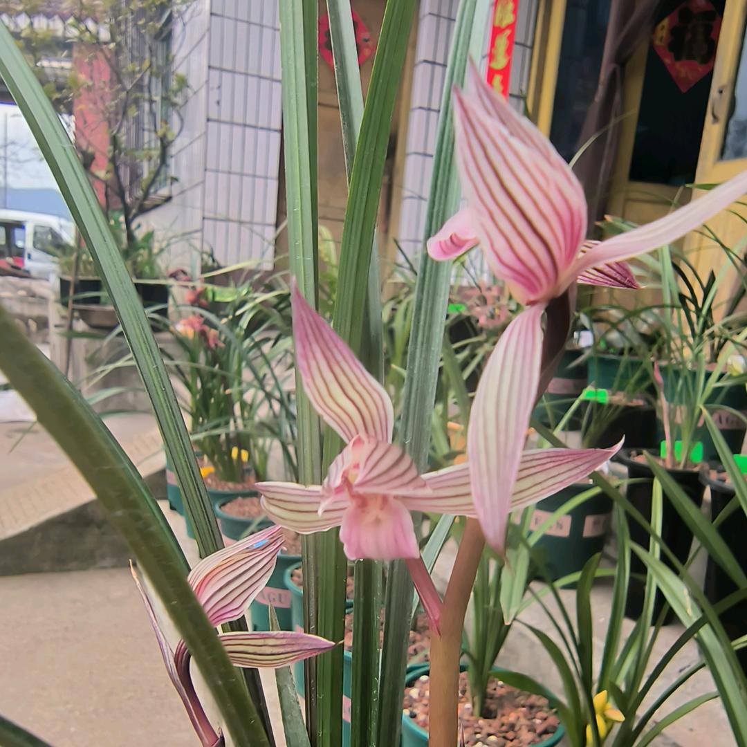 新希望六和~陈