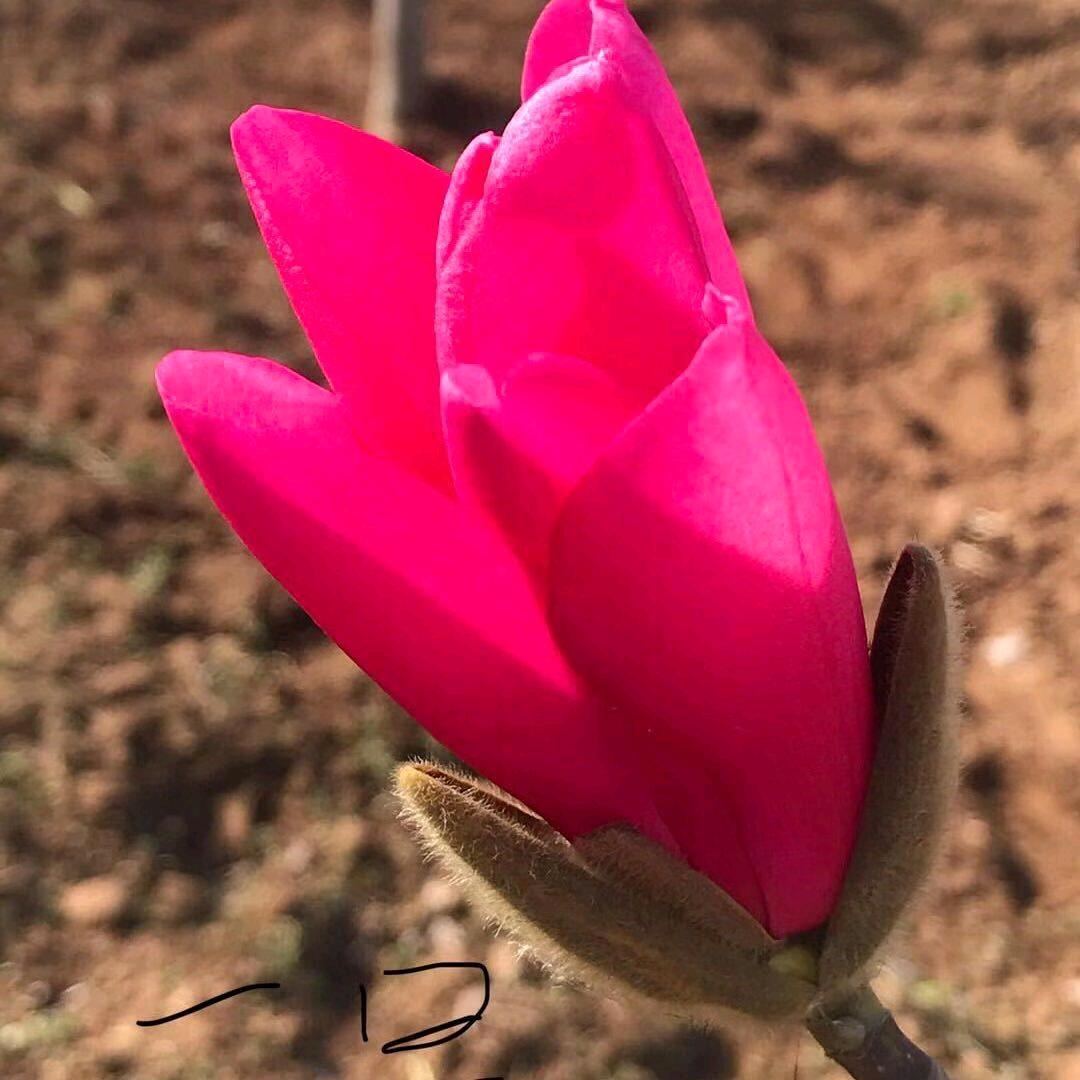 皇后玉兰树