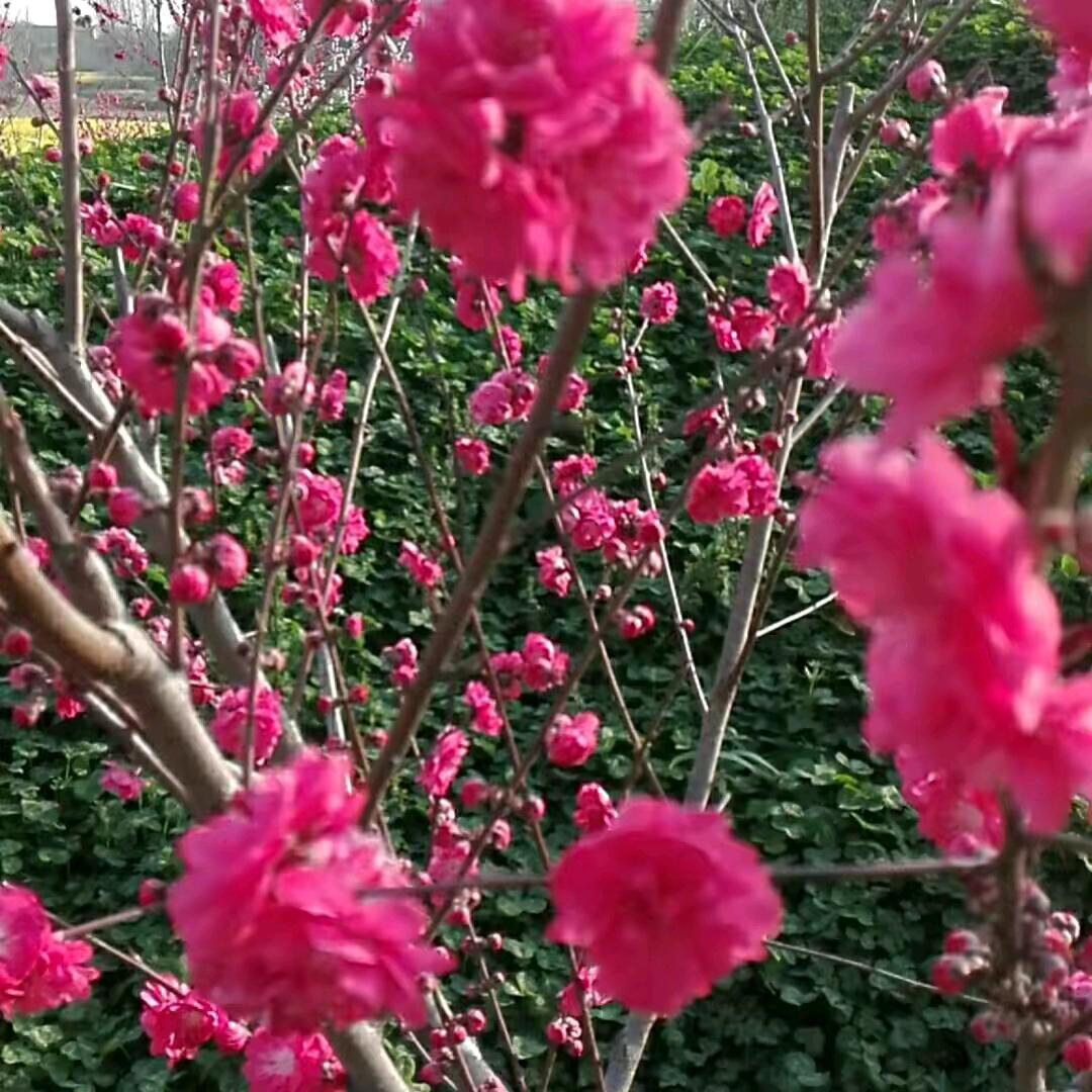 坚强的胖大姐，拒绝私聊