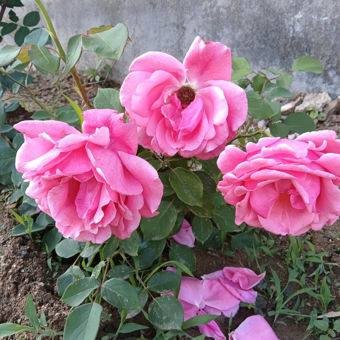 心想事成马翠荣