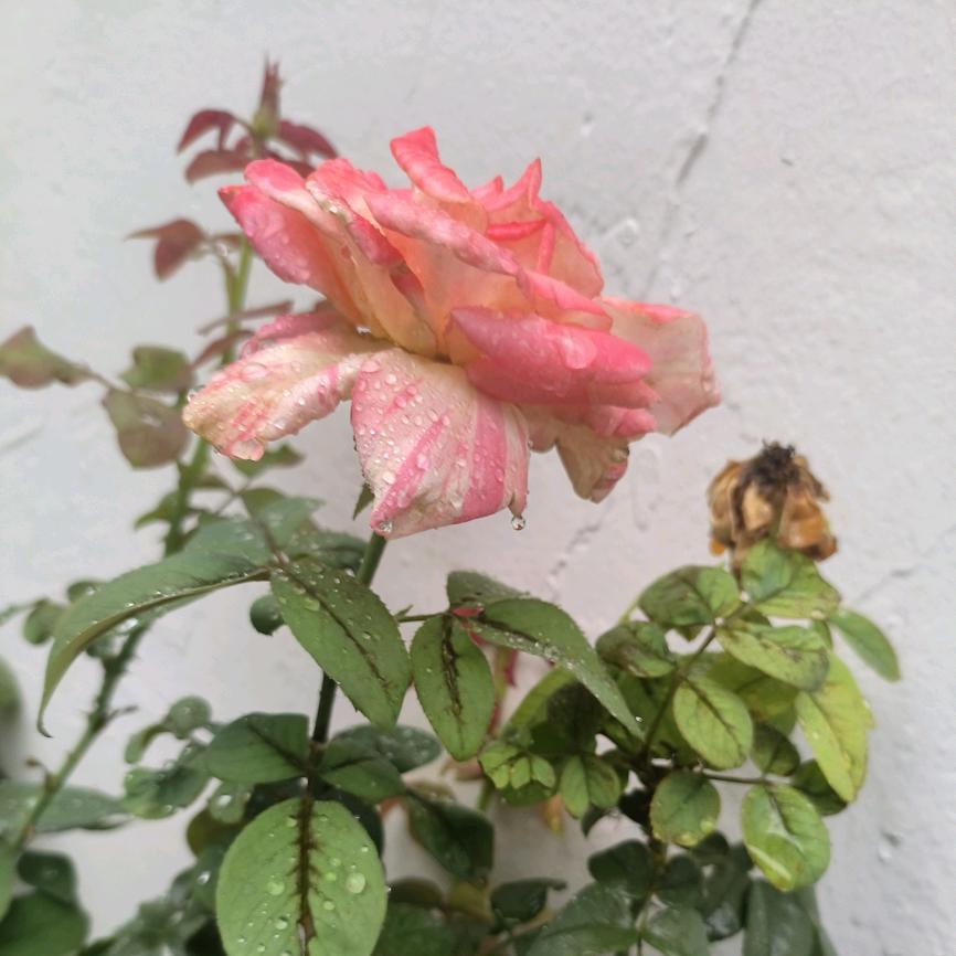 有卡皮巴拉陪着我