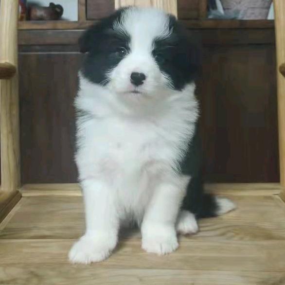 安静-CKU黑白年代犬舍