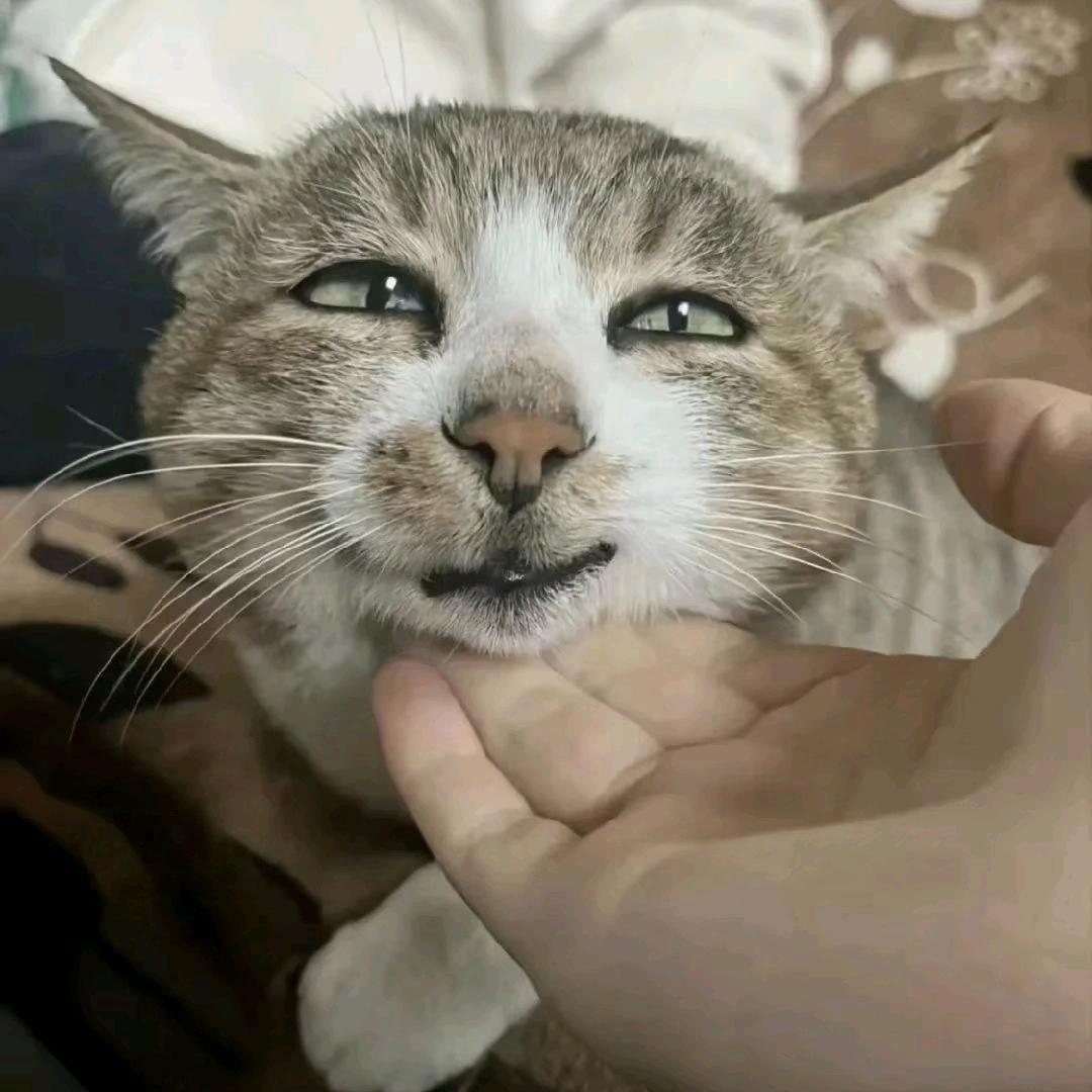 汤姆猫1