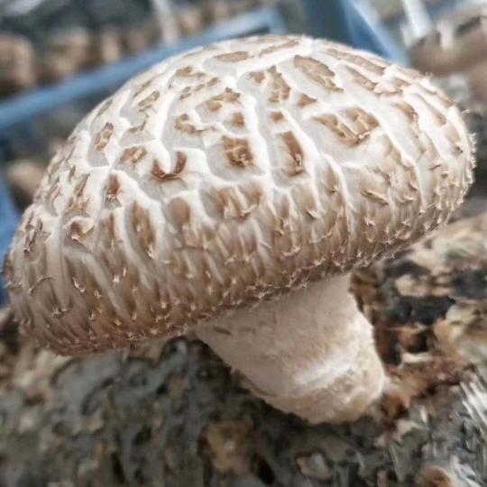 西峡老关  宛农生物