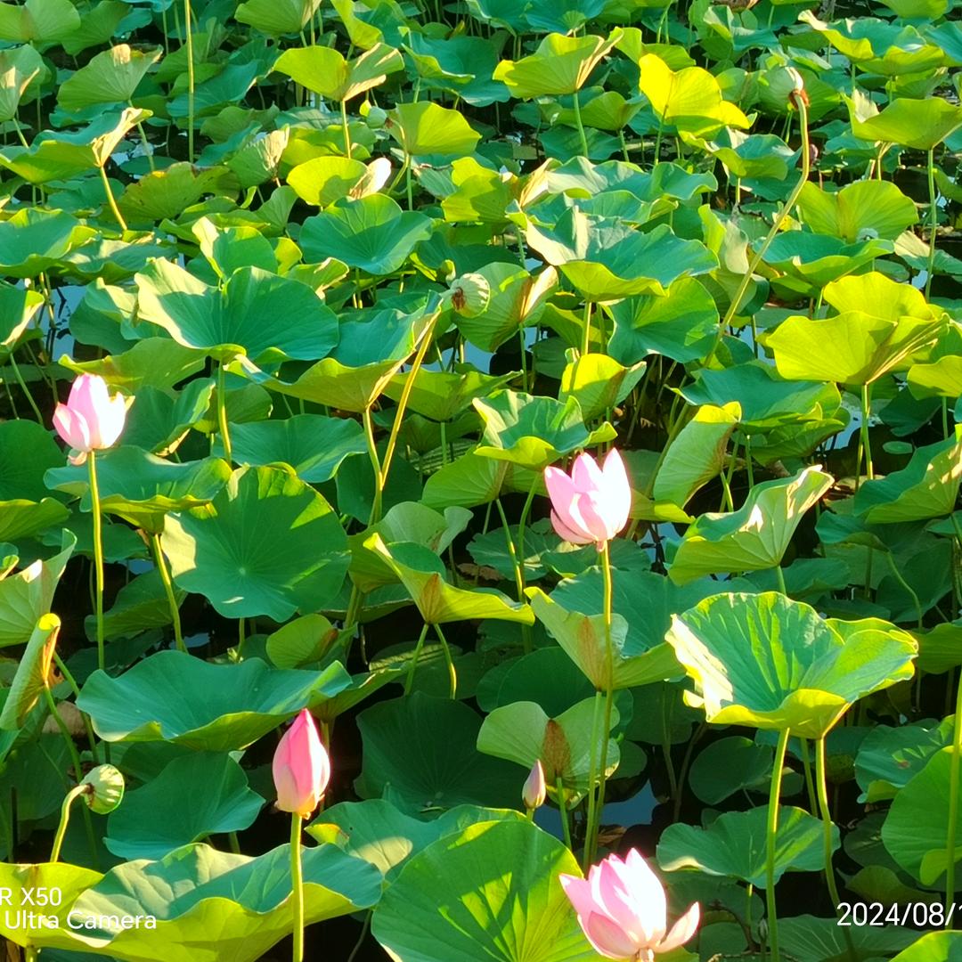 🍎🍎🍓🍉🍅🌽