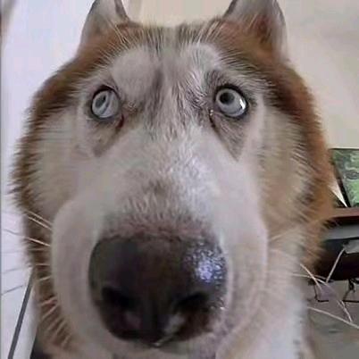 靓仔霸道小蟑螂