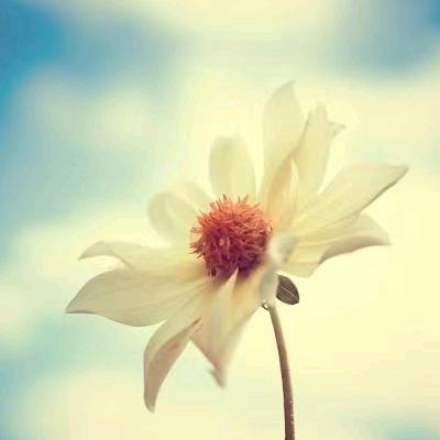 花与和风