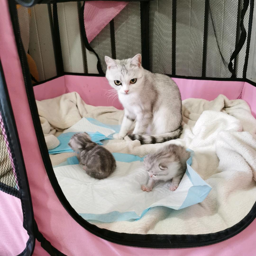猫蛋