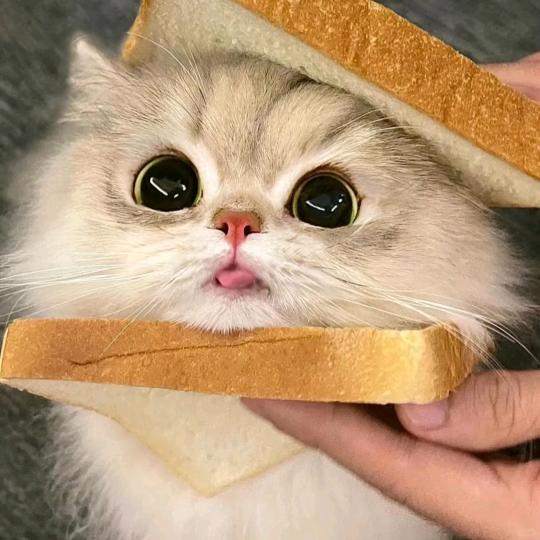 媗