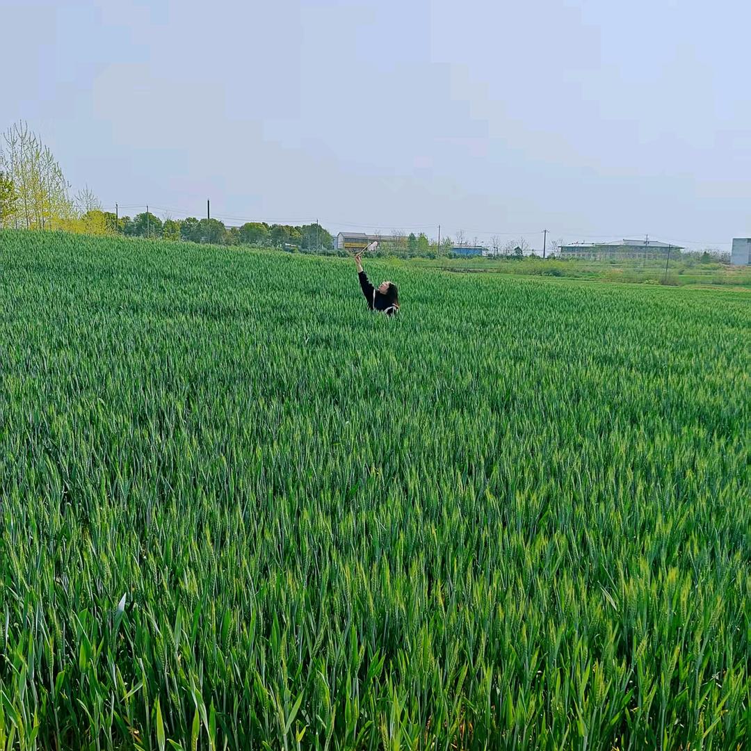 cai园子里没有菜