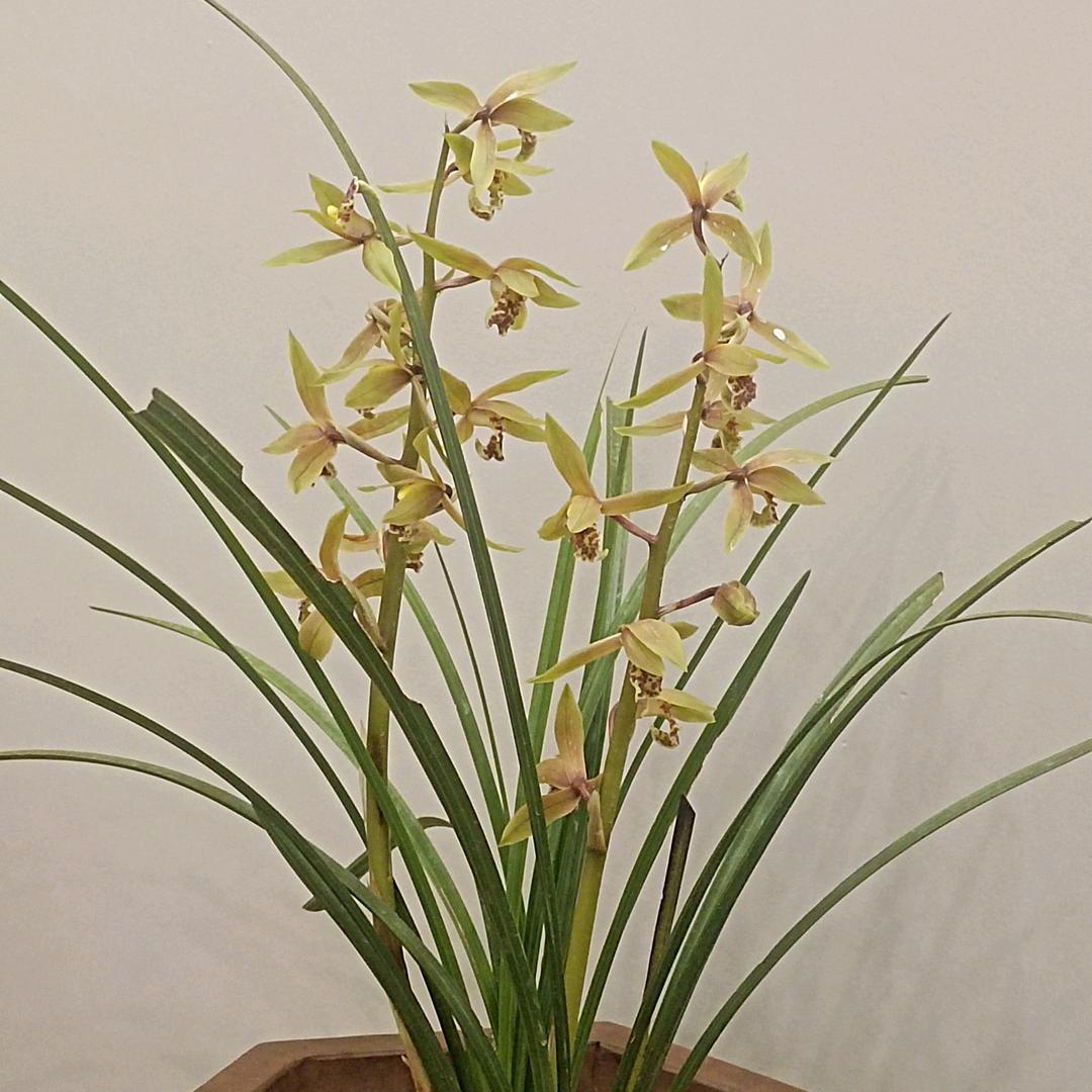 军瑰