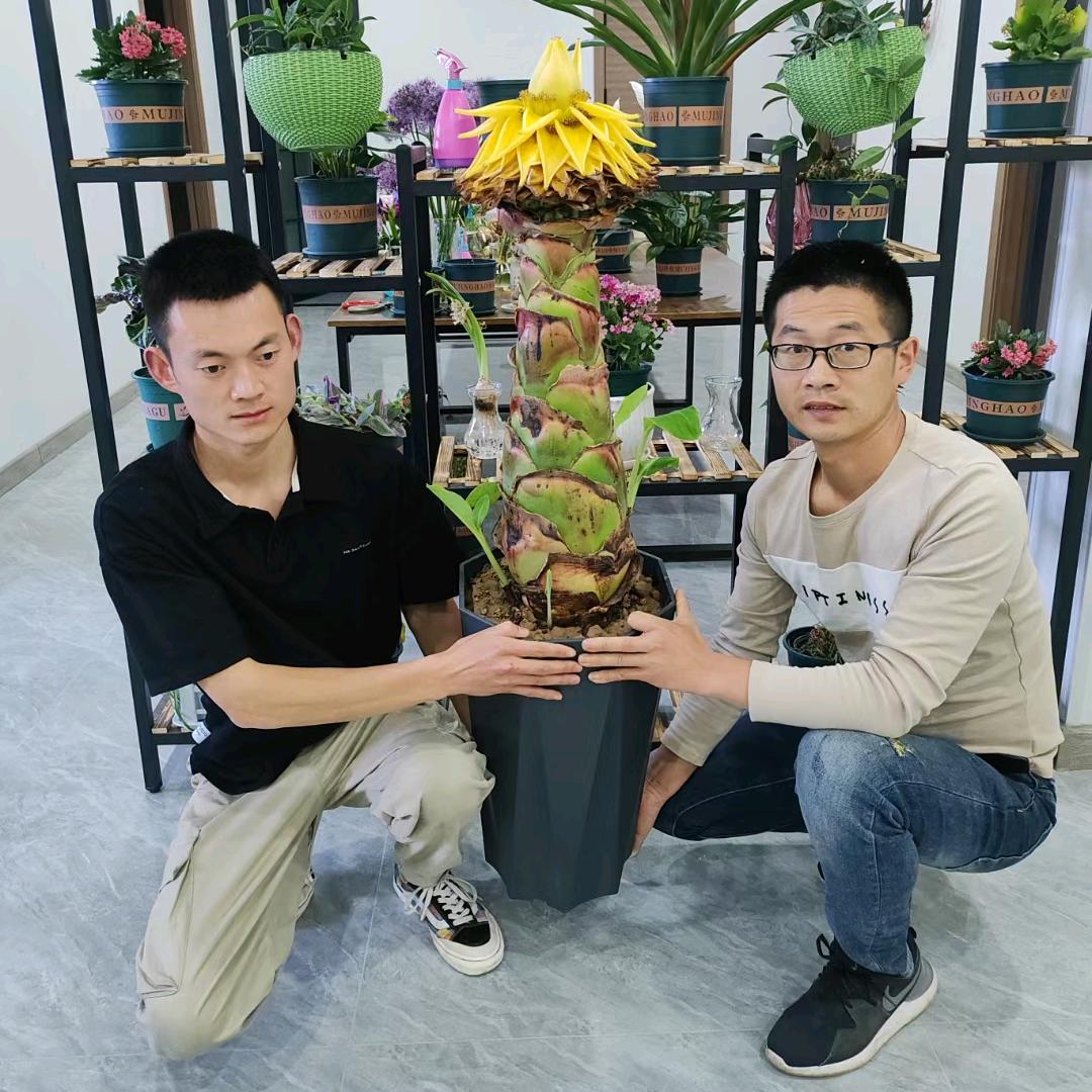 国际种业-U905W9