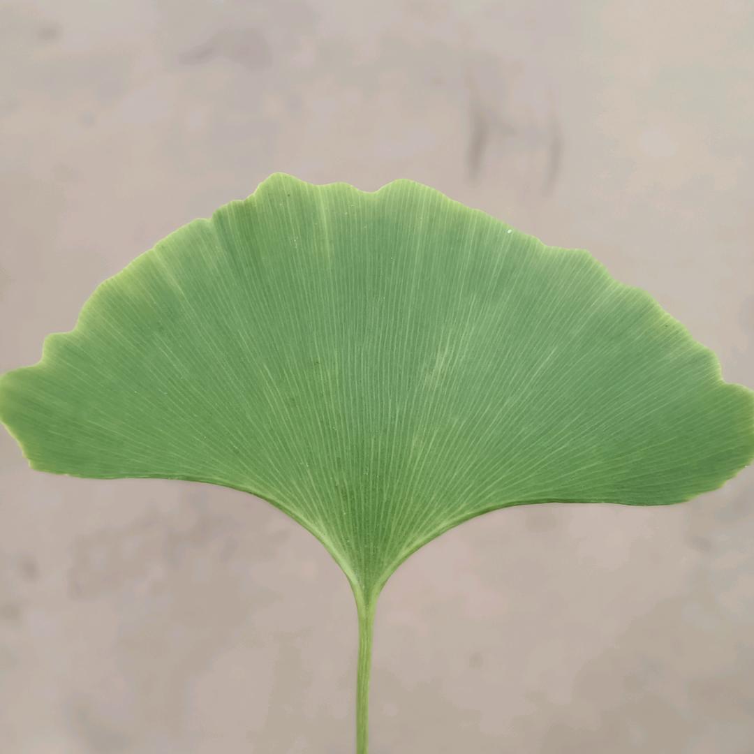自由自在