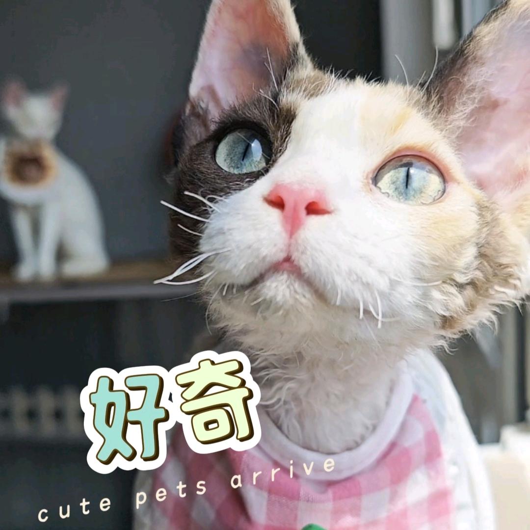 摩卡喵喵喵
