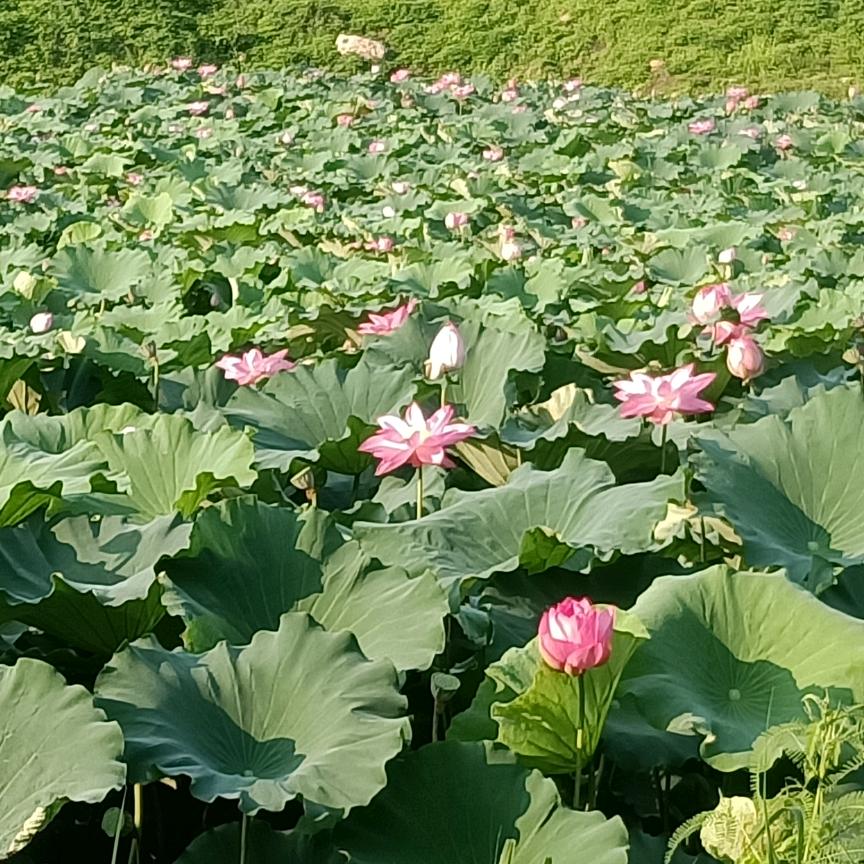 淡如水
