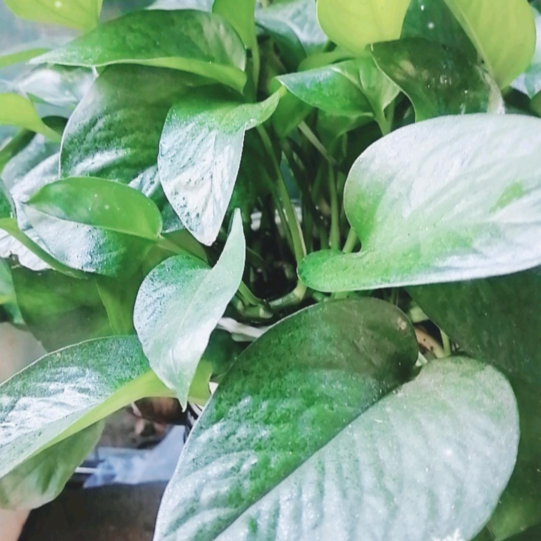 邱小白