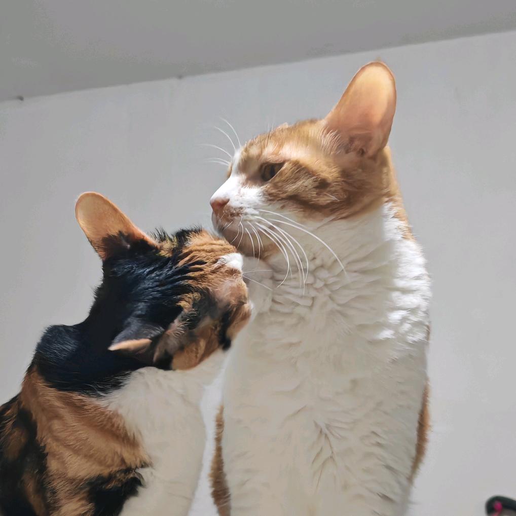 养猫千日用猫一时