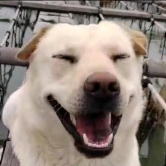海狗一条