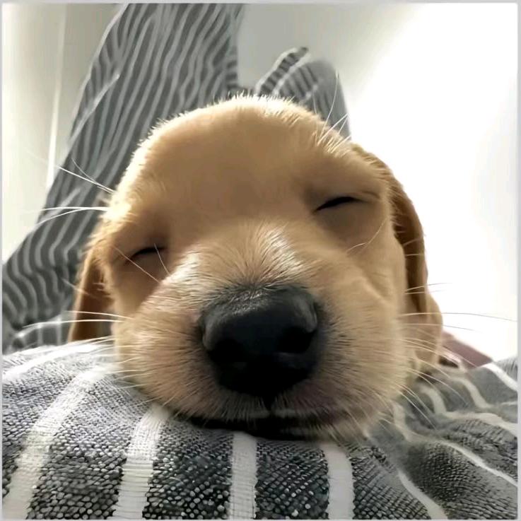 小困包ᥫᩣ