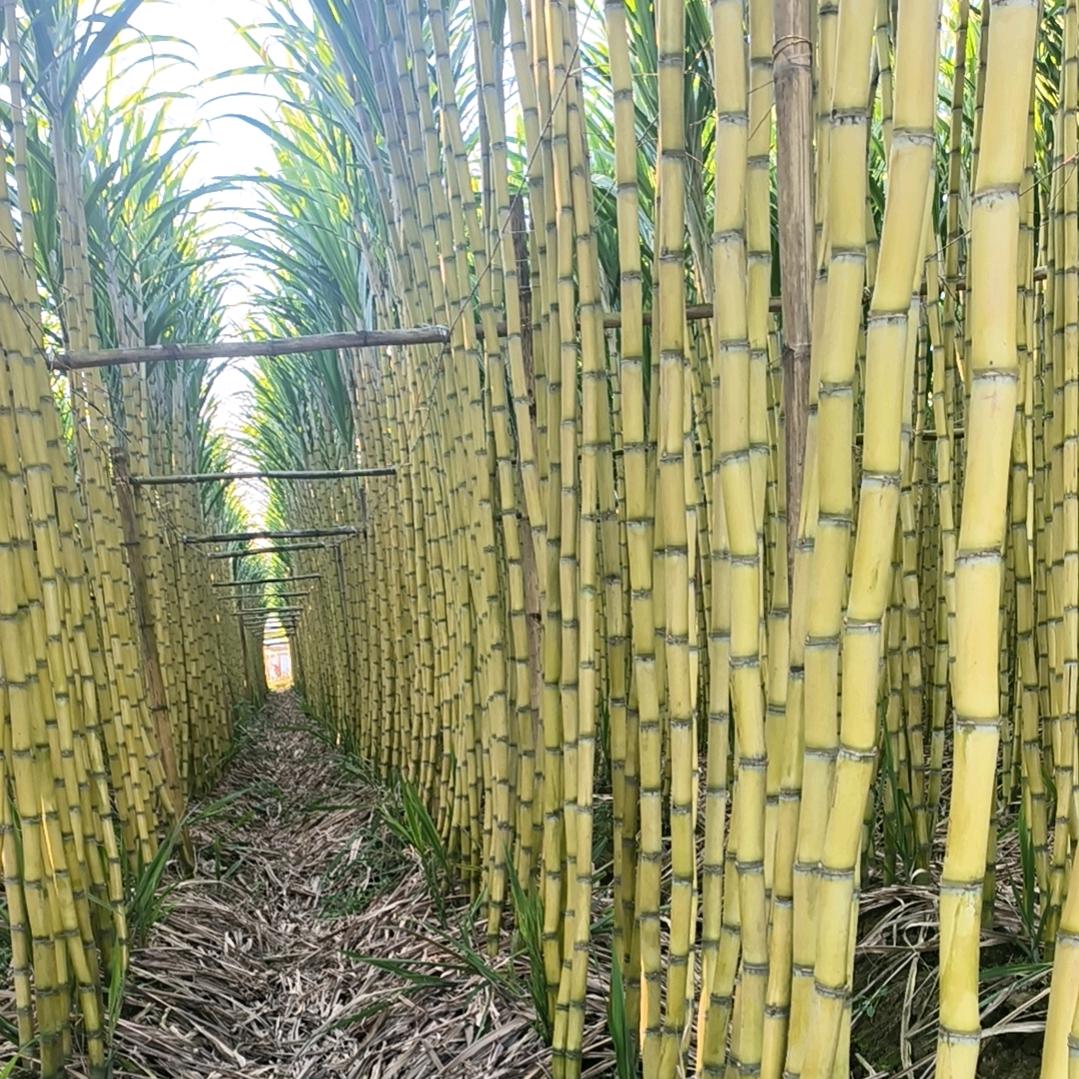 轩田果业，各种水果批发