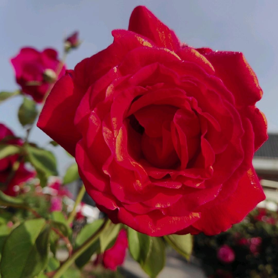 （凋花落叶无人晓）🌻🌻🌻